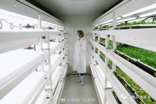 無土栽培 無需陽光與土壤的現(xiàn)代種植革命